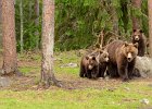 Brown Bear Family Coming Out of the Wood.jpg